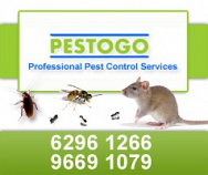 Pestogo
