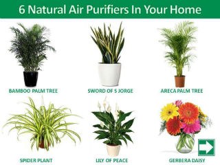Plant Nursery S Plant Nursery S