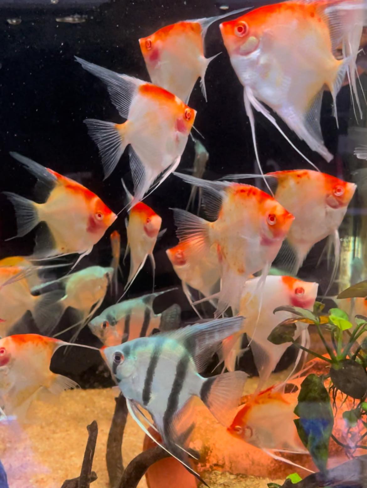 That Aquarium HDB Yishun