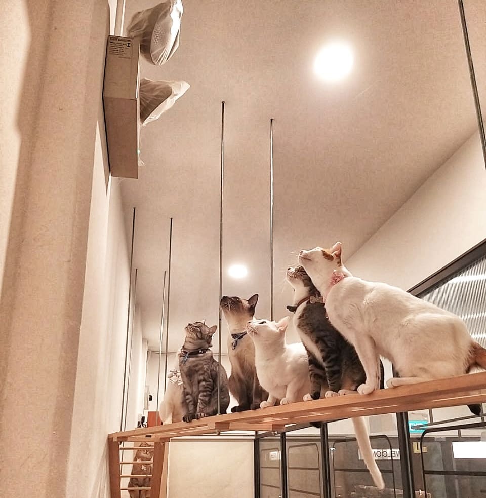The Cat Cafe Bugis Village