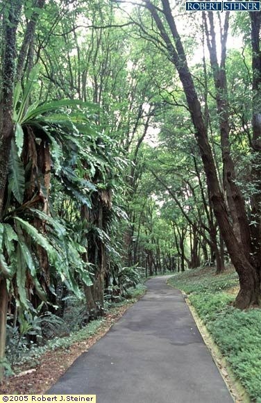 Kent Ridge Park, Jogging pathway